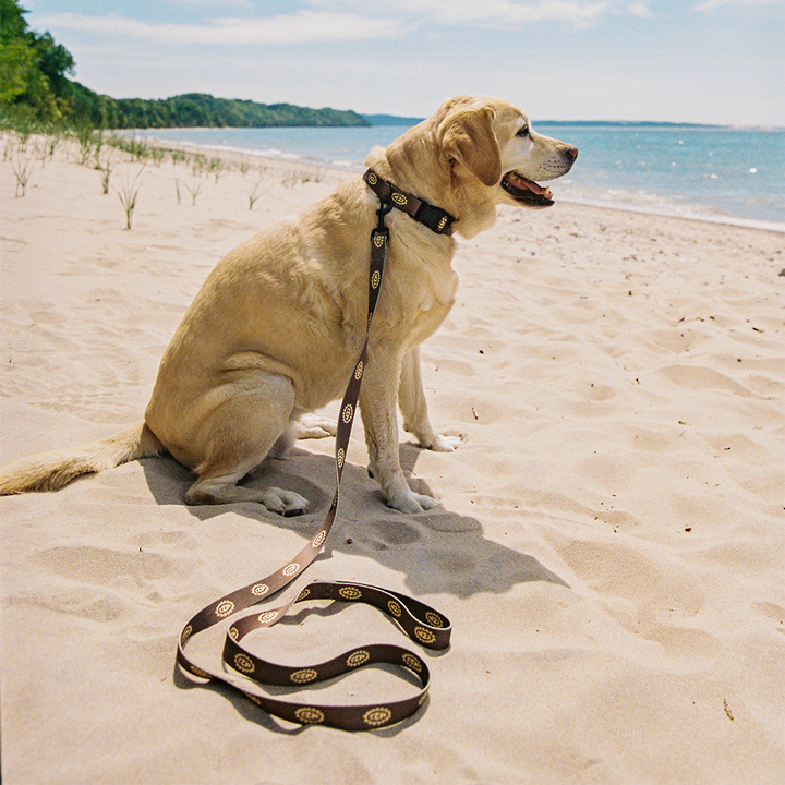 M22 SOLAR DOG LEASH